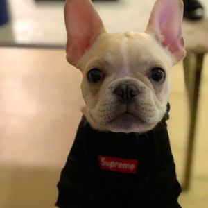 Meet your Posher, Dalyn